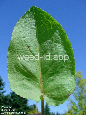 dock, broadleaf